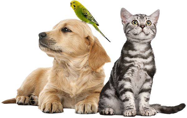 Bozkır Veteriner Kliniği | Ankara Mamak Veteriner | Ankara Mamak Veteriner Hekim | Ankara Mamak Acil Veteriner | Ankara Mamak Veteriner Kliniği | Ankara Mamak En İyi Veteriner