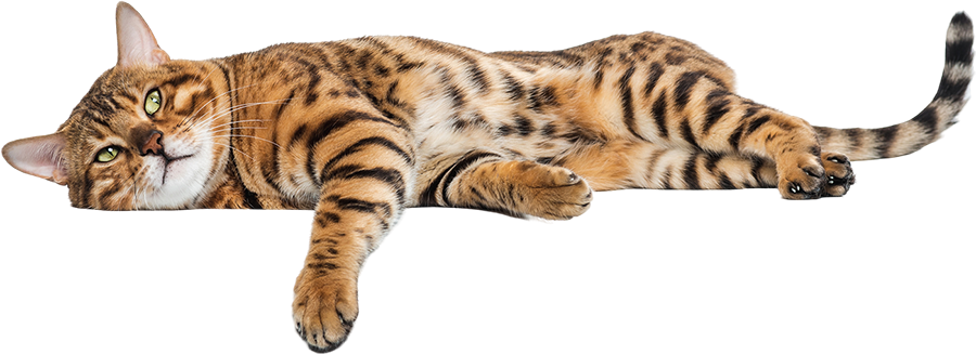 Bozkır Veteriner Kliniği | Ankara Mamak Veteriner | Ankara Mamak Veteriner Hekim | Ankara Mamak Acil Veteriner | Ankara Mamak Veteriner Kliniği | Ankara Mamak En İyi Veteriner