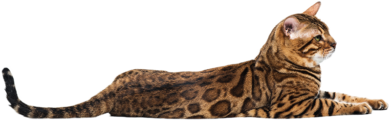 Bozkır Veteriner Kliniği | Ankara Mamak Veteriner | Ankara Mamak Veteriner Hekim | Ankara Mamak Acil Veteriner | Ankara Mamak Veteriner Kliniği | Ankara Mamak En İyi Veteriner